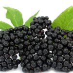 Бузина считается отличным средством при бронхите