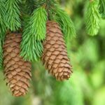 Хвоя сосны способствует быстрому выведению мокроты