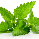 Рекомендуется использовать мяту при лечении бронхита у ребенка