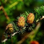 Пихта - необходима для приготовления отвара