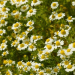 Ромашка
