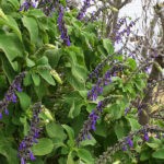 Шалфей - для приготовления отвара