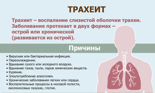 Трахеит (или трахеобронхит) возникает вследствие вирусного или бактериального заражения, переохлаждения, деформирующих травм грудной клетки и хрящевых перегородок носа