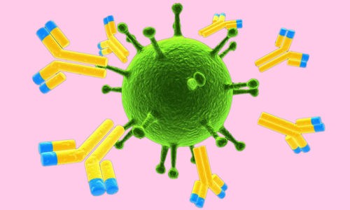 Во время серологического исследования в лаборатории выявляются антитела к вирусам