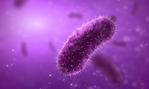 Расшифровка данных позволяет выявить присутствие бактерий