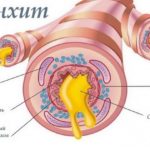 Также с помощью Эреспала можно лечить бронхит