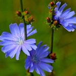 Вылечить бронхит, особенно когда он перешел в хроническую форму, поможет цикорий