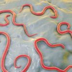 В некоторых случаях личинки глистов травмируют ткани легких и бронхов, способствуя воспалению