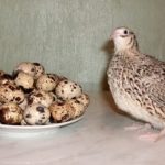 Питание у взрослых при бронхите может включать перепелиные яйца