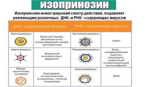 Механизм действия связан с блокированием ферментов, нарушением репликации вируса и образования РНК