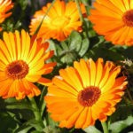 Наиболее популярны домашние ингаляции из календулы