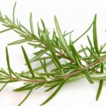 Лечение бронхита розмарином - ускорит выздоровление ребенка