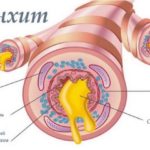Кровохарканье сопровождается появлением прожилок в мокроте, выделением сгустков жидкой соединительной ткани в количестве 4 мг