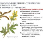 Также больной применяет для лечения бронхита траву термопсиса