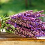 Шалфей широко используется в народной медицине, так как обладает множеством полезных свойств