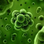 Развитию заболевания способствуют бактериальные инфекции